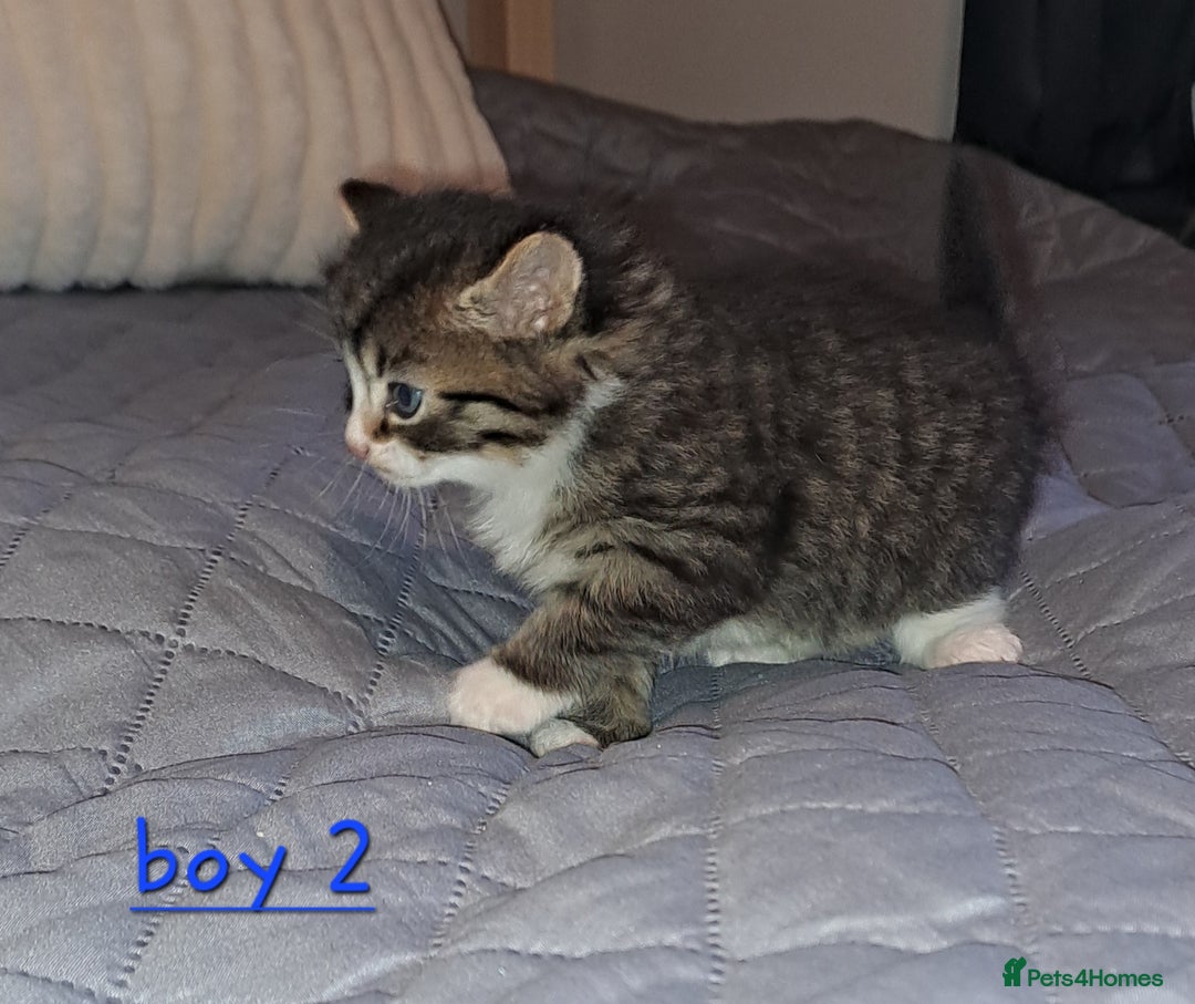 Domestic Shorthair cats for sale: 5 gorgeous kittens for sale  - Advert 36