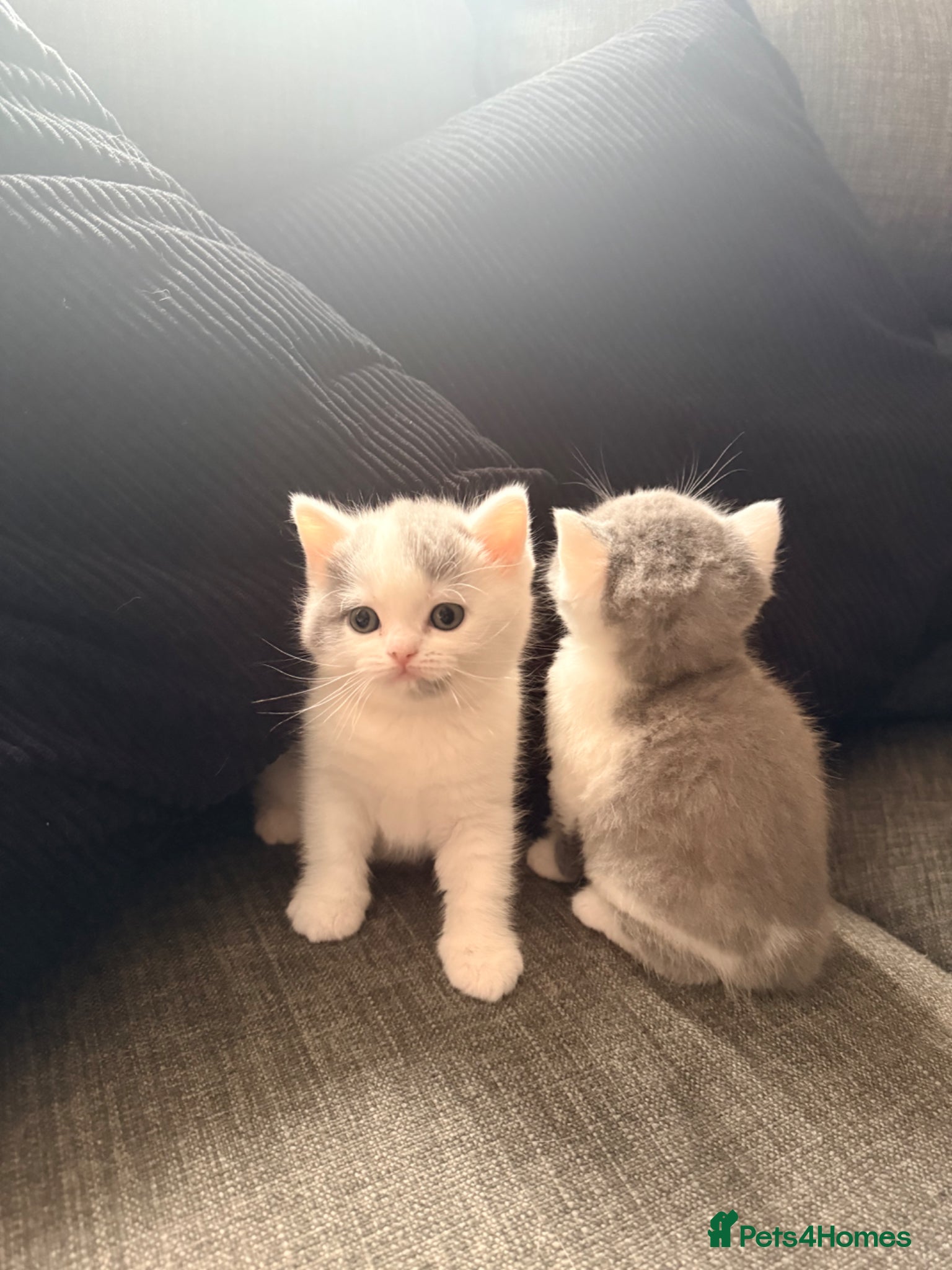 British Shorthair cats Supreme stunning quality bsh for sale - Advert 2