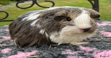 Guinea Pig rodents - Advert 2