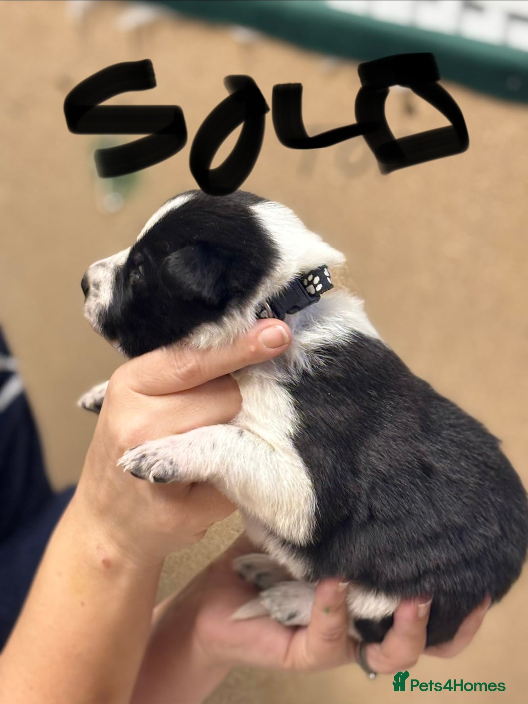 Border Collie dogs for sale: Border collie puppies - Advert 5