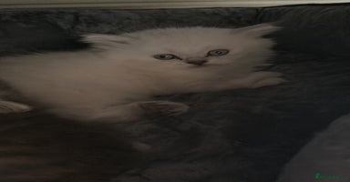 Persian cats - Advert 1