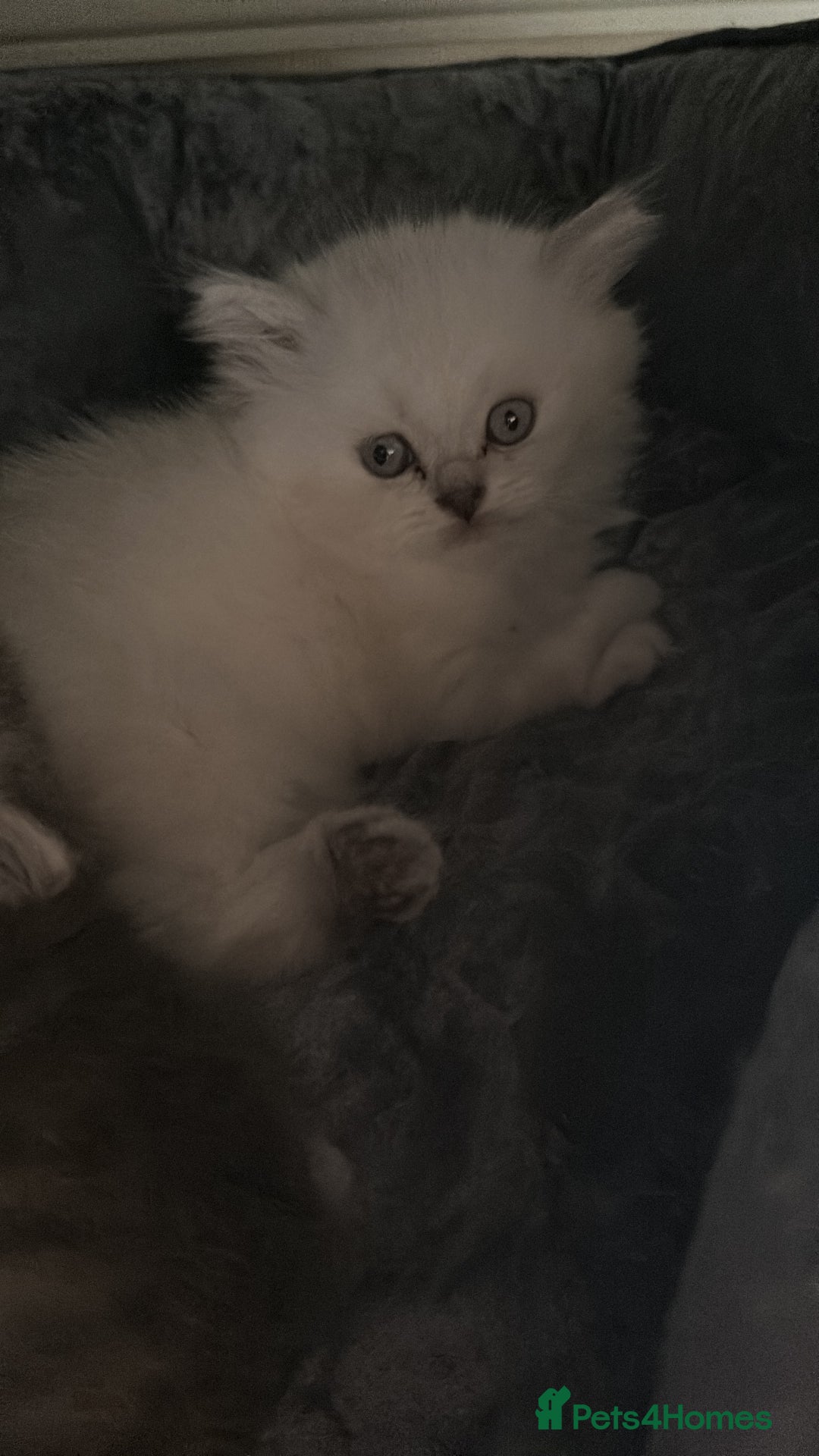 Persian cats for sale: 2 beautiful  persian pedigree chinchilla kittens - Image 3