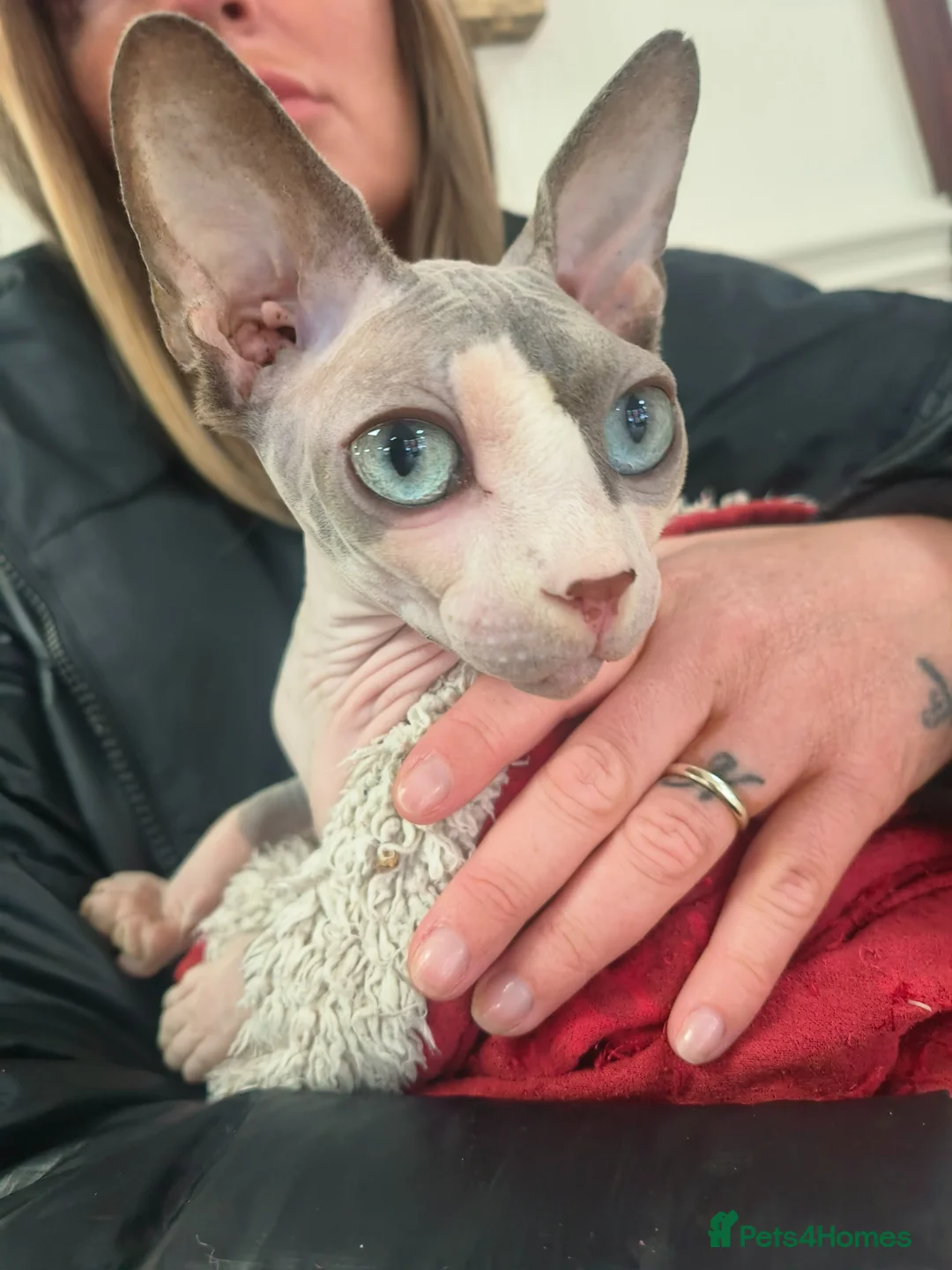 Sphynx cats for sale: Sphynx female looking for loving home - Advert 1