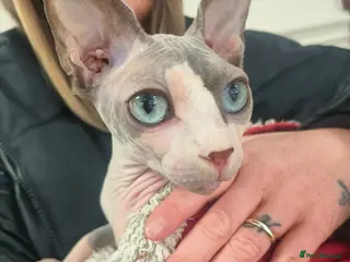 Sphynx cats Sphynx female looking for loving home - Advert 6