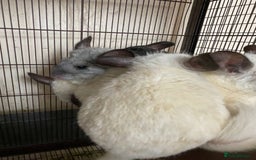 Chinchilla rodents for sale: White gold-bar mosaic Chinchillas for sale (Rare) - Image 5