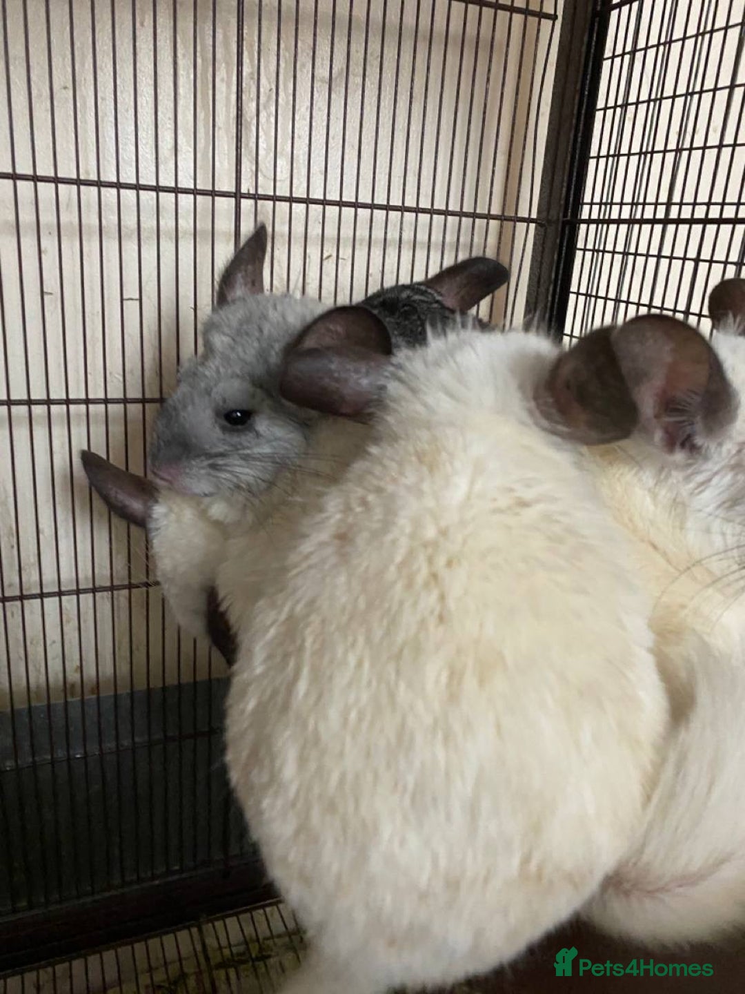 Chinchilla rodents for sale: White gold-bar mosaic Chinchillas for sale (Rare) - Image 5