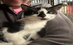 Mixed Breed cats for sale: Kittens - Image 3