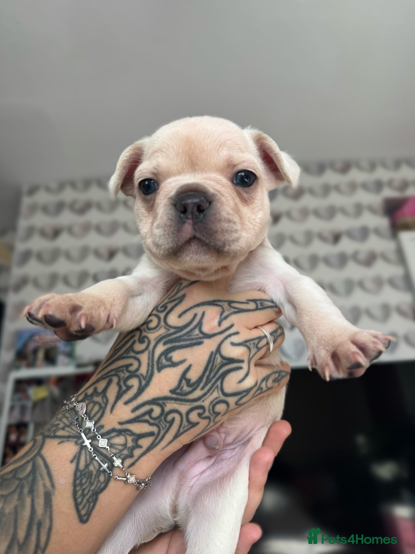 French Bulldog dogs Last white chunky French puppy for sale 😍 🐶 - Advert 2