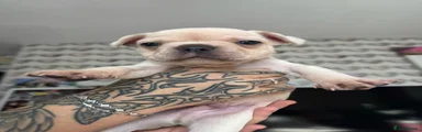 French Bulldog 2