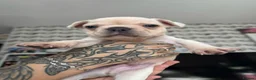 French Bulldog dogs for sale: 3 chunky French bulldog puppies 😍 🐶  - Advert 7