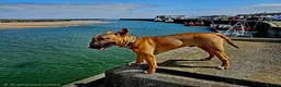 English Bull Terrier dogs for sale: Red and White EBT.  - Advert 5