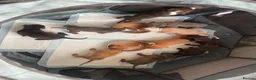 Mixed Breed dogs for sale: Staffie Mix litter of 10 - Advert 7
