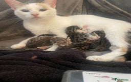 European cats for sale: Beautiful Tabby kittens  - Image 14