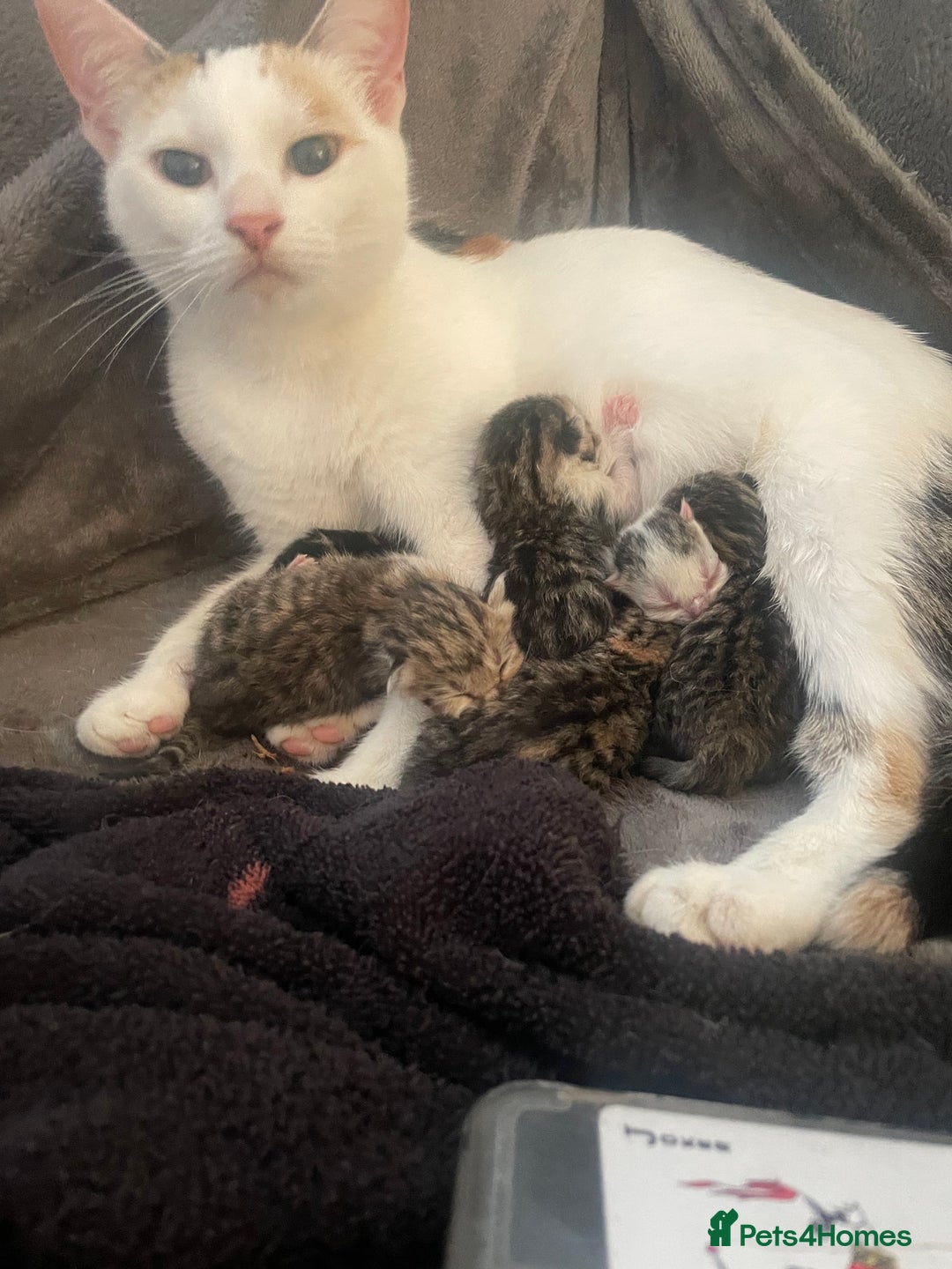 European cats for sale: Beautiful Tabby kittens  - Image 14