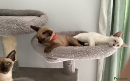 Burmese cats for sale: Burmese x Siamese, registered GCCF Tonkinese. - Image 5