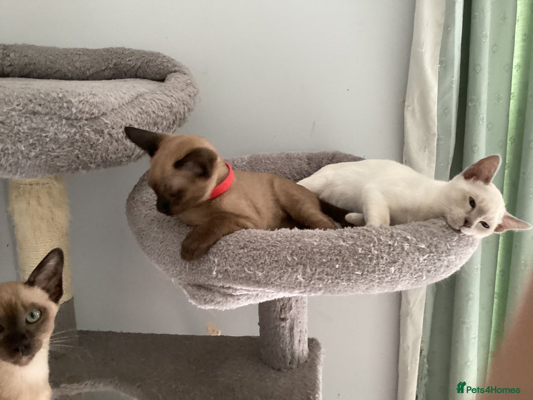 Burmese cats for sale: Burmese x Siamese, registered GCCF Tonkinese. - Image 5