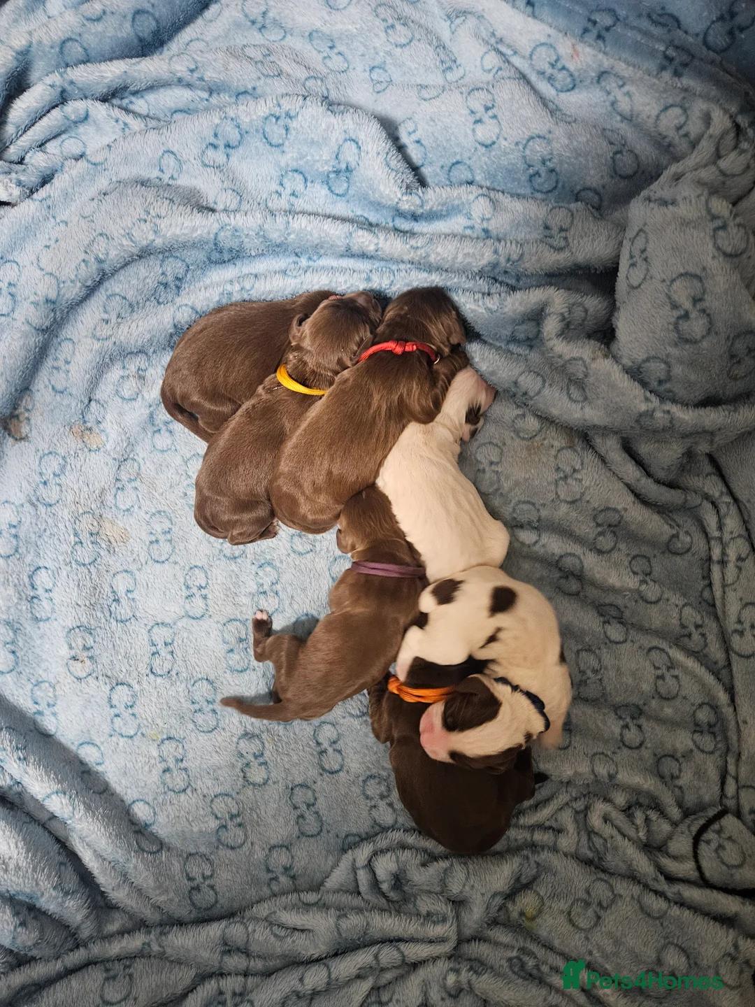 Cocker Spaniel dogs for sale: Cocker spaniel pups  - Advert 3