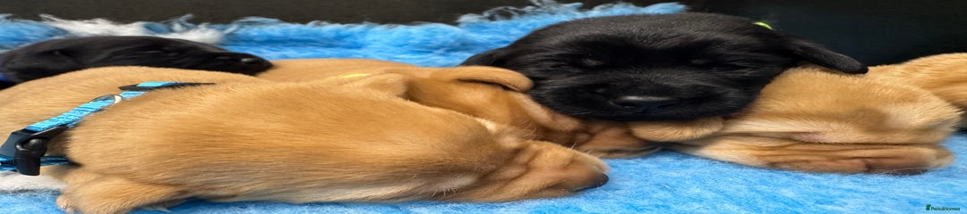 Labrador Retriever Puppy 1