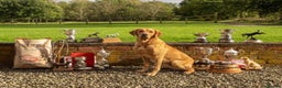 Labrador Retriever dogs for sale: KC Fox Red Labrador Pups FTCH Sire - Health Tested - Advert 18