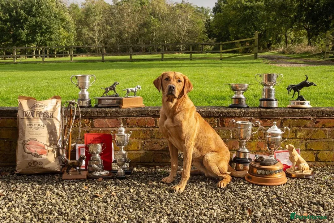 Labrador Retriever dogs for sale: KC Fox Red Labrador Pups FTCH Sire - Health Tested - Advert 18