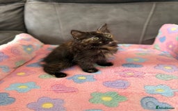 Siberian cats for sale: Full stunning siberian kittens for sale - Image 22