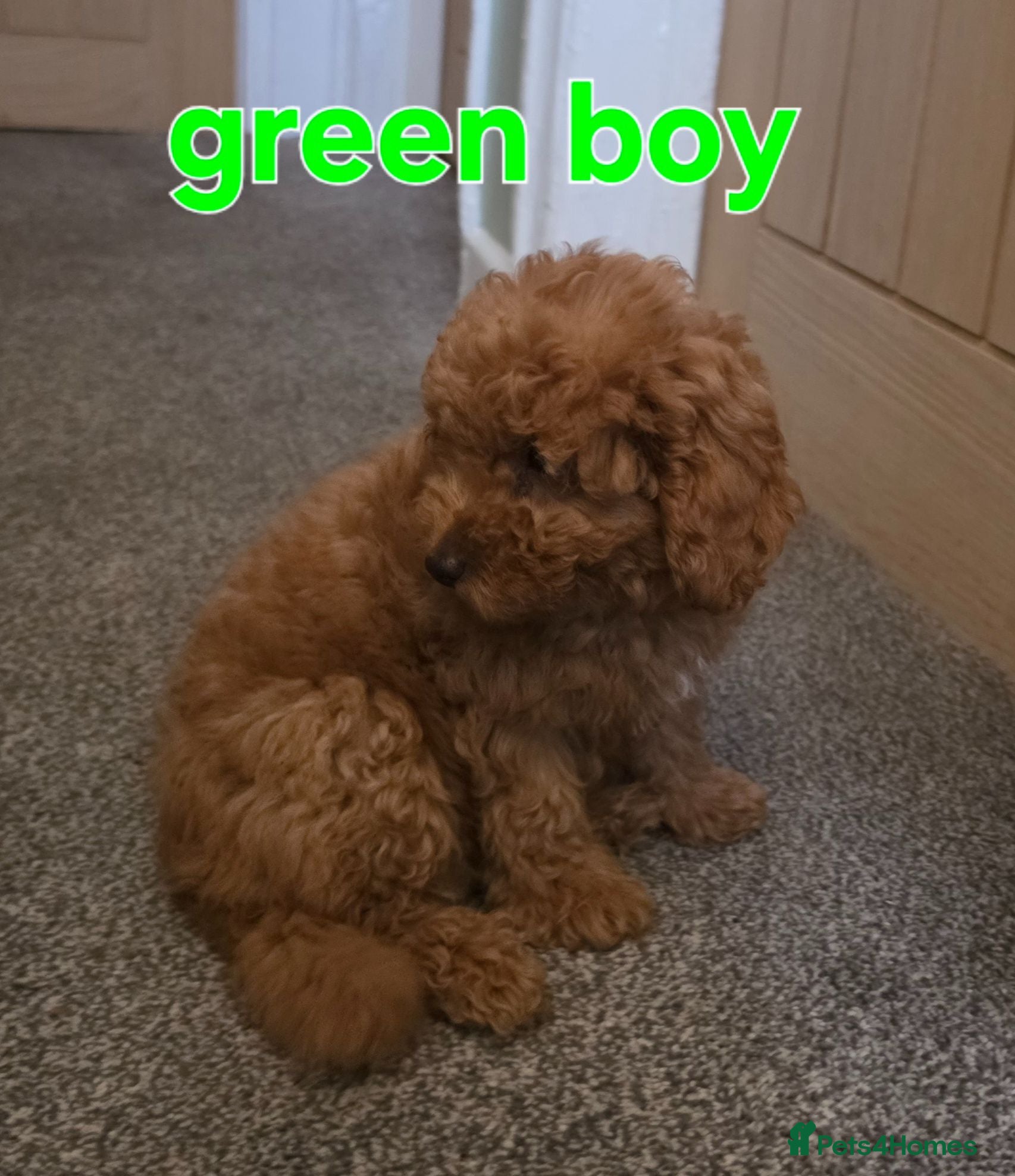 Maltipoo dogs 🐶ready to leave🐶3 gorgeous boy maltipoo pups🐶  - Advert 6