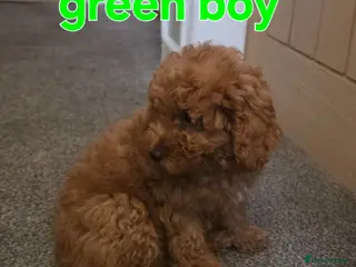 Maltipoo dogs 🐶ready to leave🐶3 gorgeous boy maltipoo pups🐶 - Advert 6