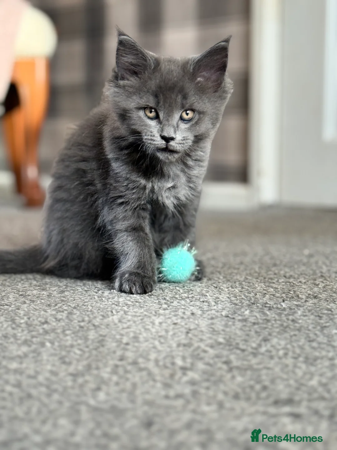 Maine Coon cats for sale: Beautiful Maine Coon Kittens - Advert 18