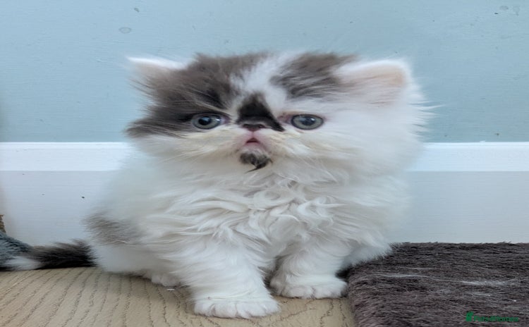 Persian cats - Advert 2