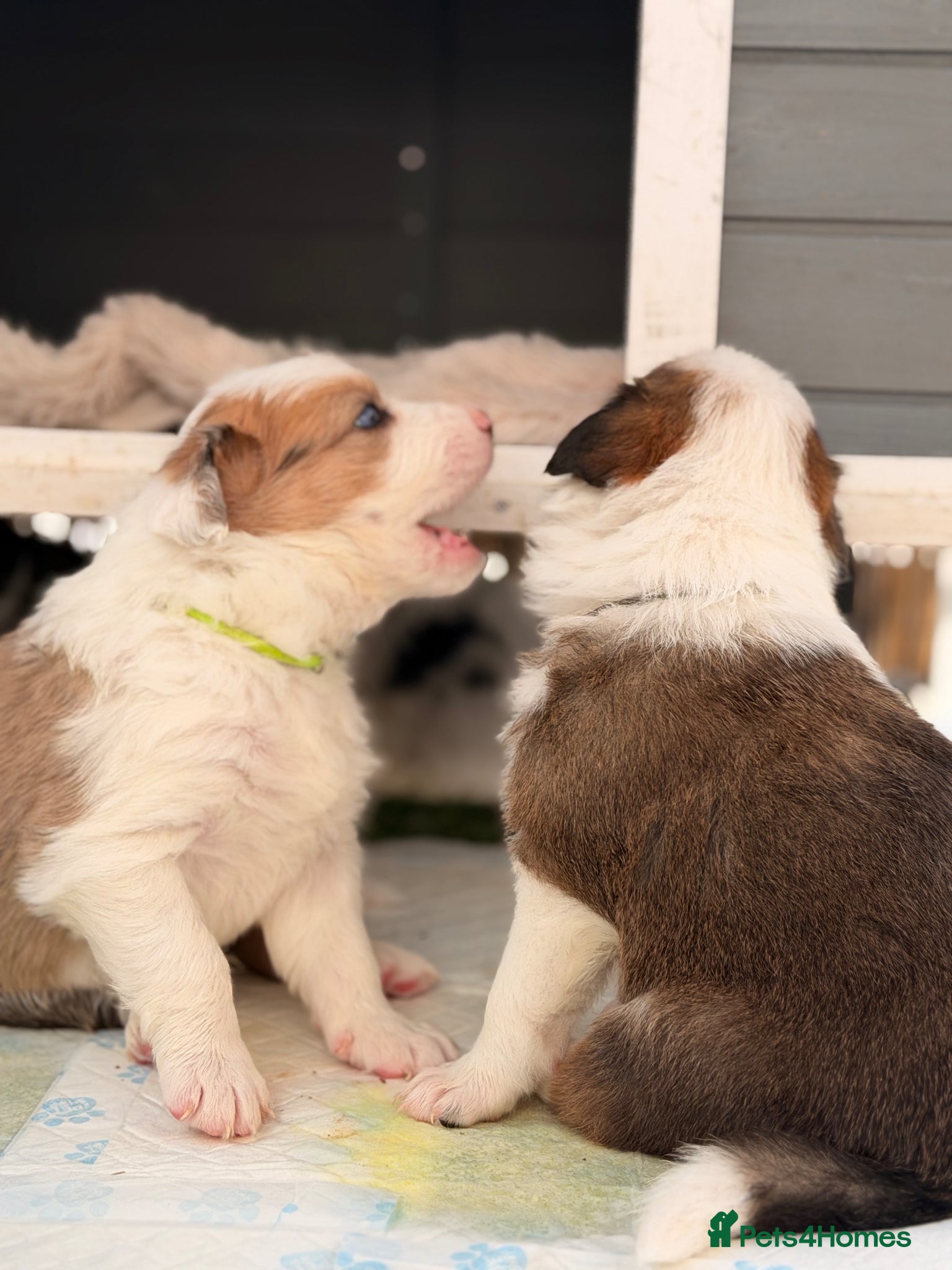 Border Collie dogs Stunning Show line puppies,various colours  - Advert 2