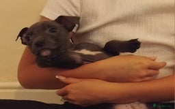 Staffordshire Bull Terrier dogs for sale: Blue Staff Puppies - Image 7