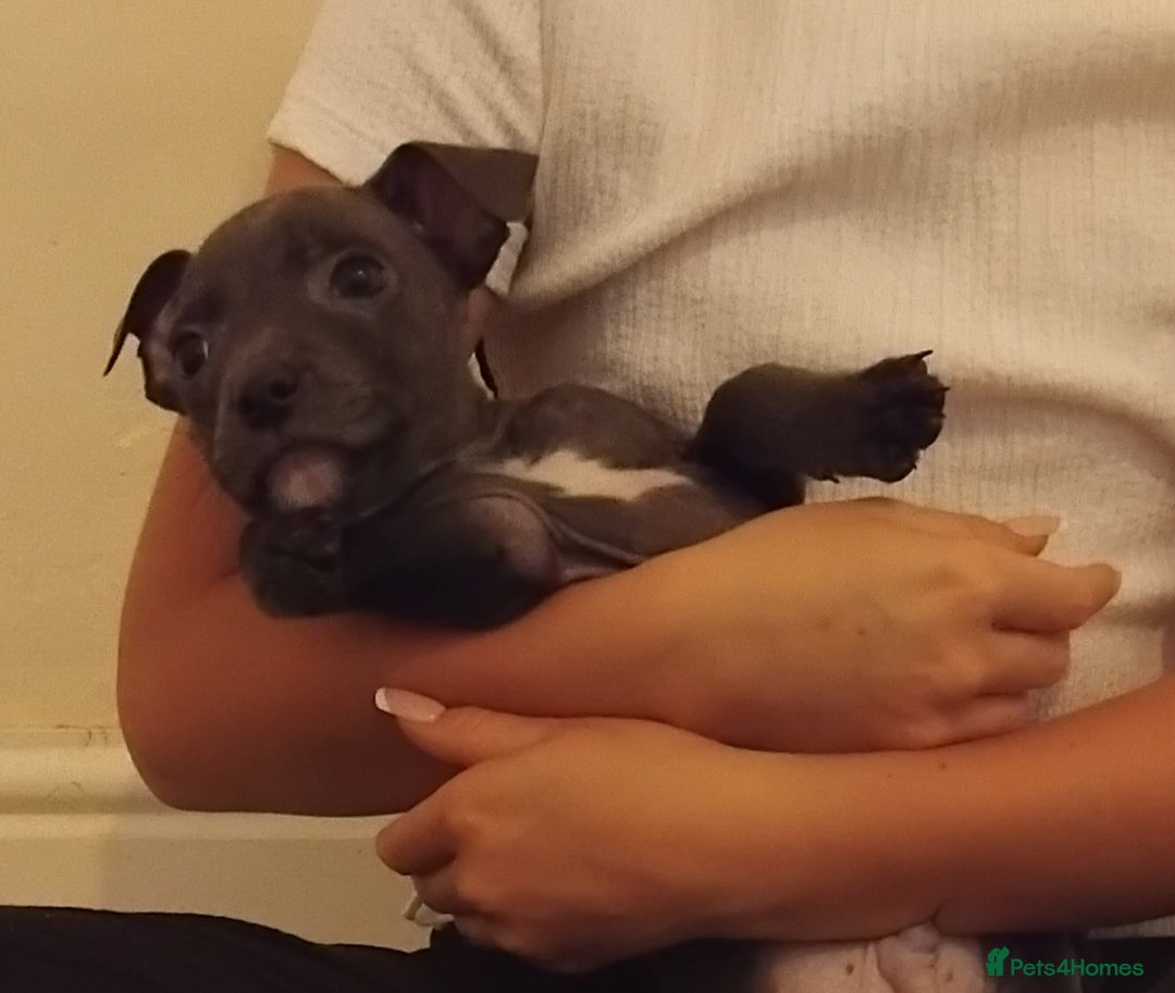 Staffordshire Bull Terrier dogs for sale: Blue Staff Puppies - Image 7