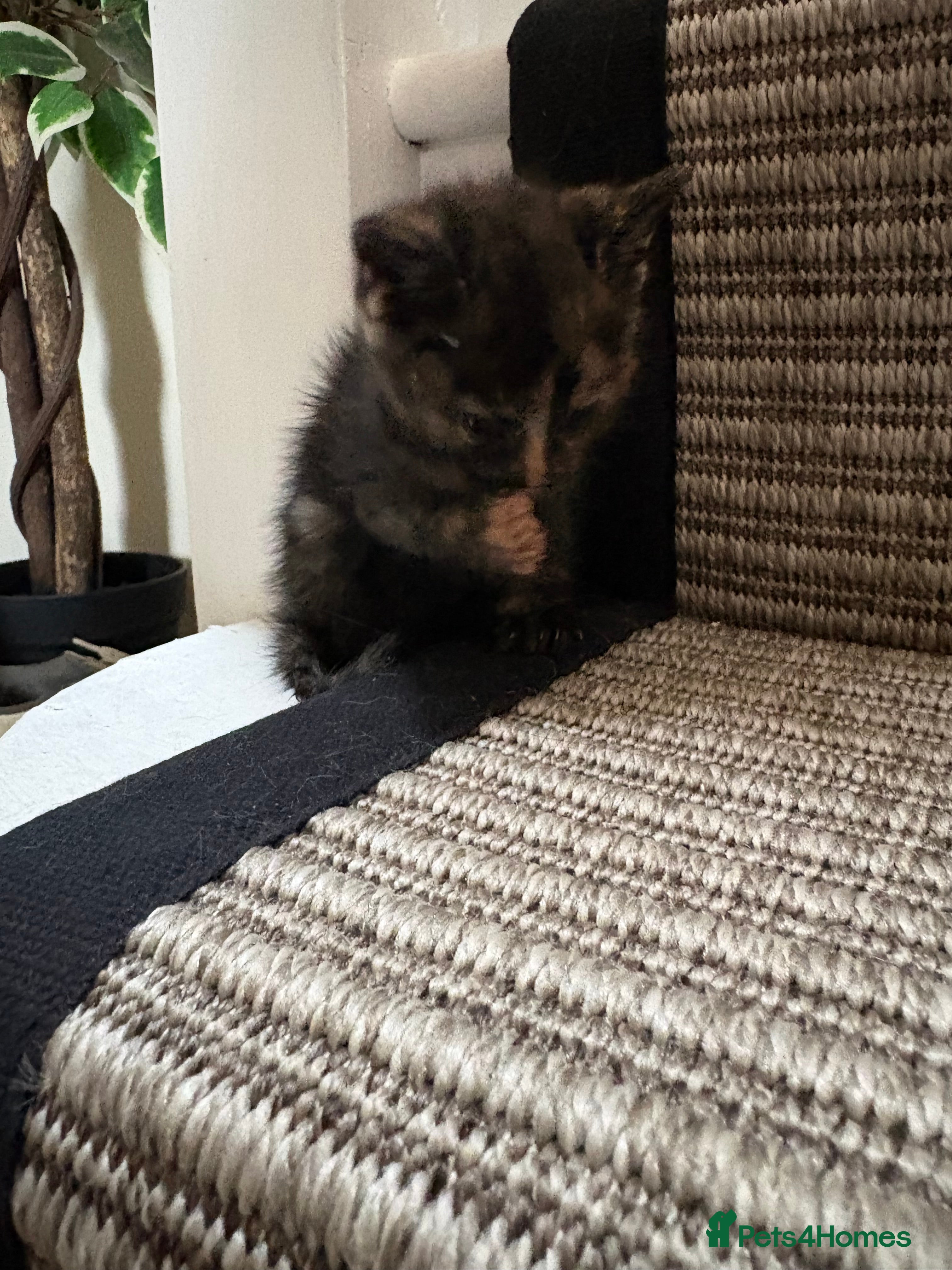 Mixed Breed cats for sale: Mixed breed fluffy kittens - Advert 5