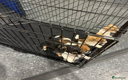 Jack Russell dogs for sale: Jack Russell pups  - Image 9