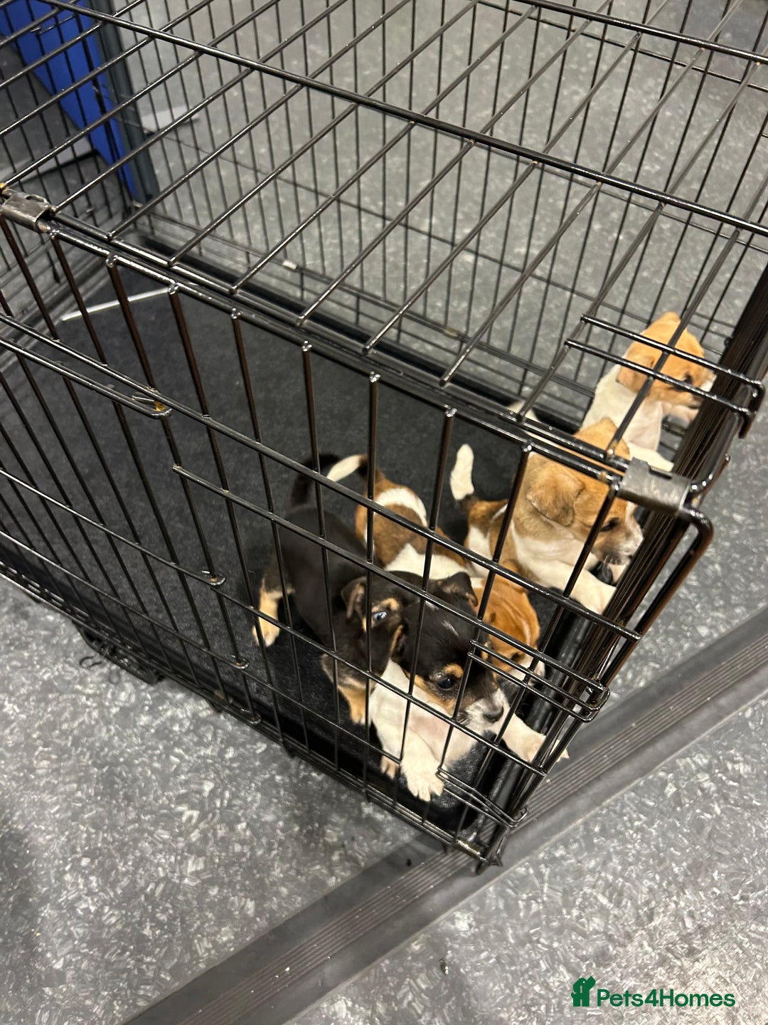 Jack Russell dogs for sale: Jack Russell pups  - Image 9