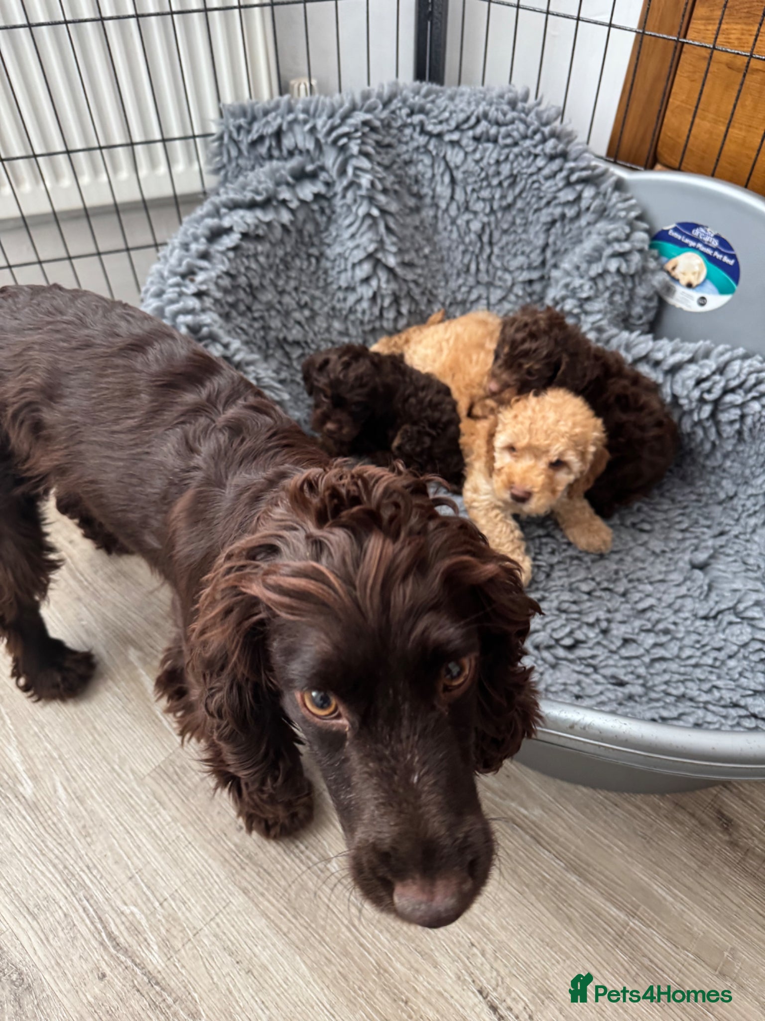 Cockapoo dogs ❤️DNA CLEAR, Last 2 Stunning Cockapoos, Ready Now  - Advert 2