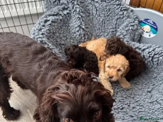 Cockapoo dogs ❤️DNA CLEAR, Last 2 Stunning Cockapoos, Ready Now - Advert 9