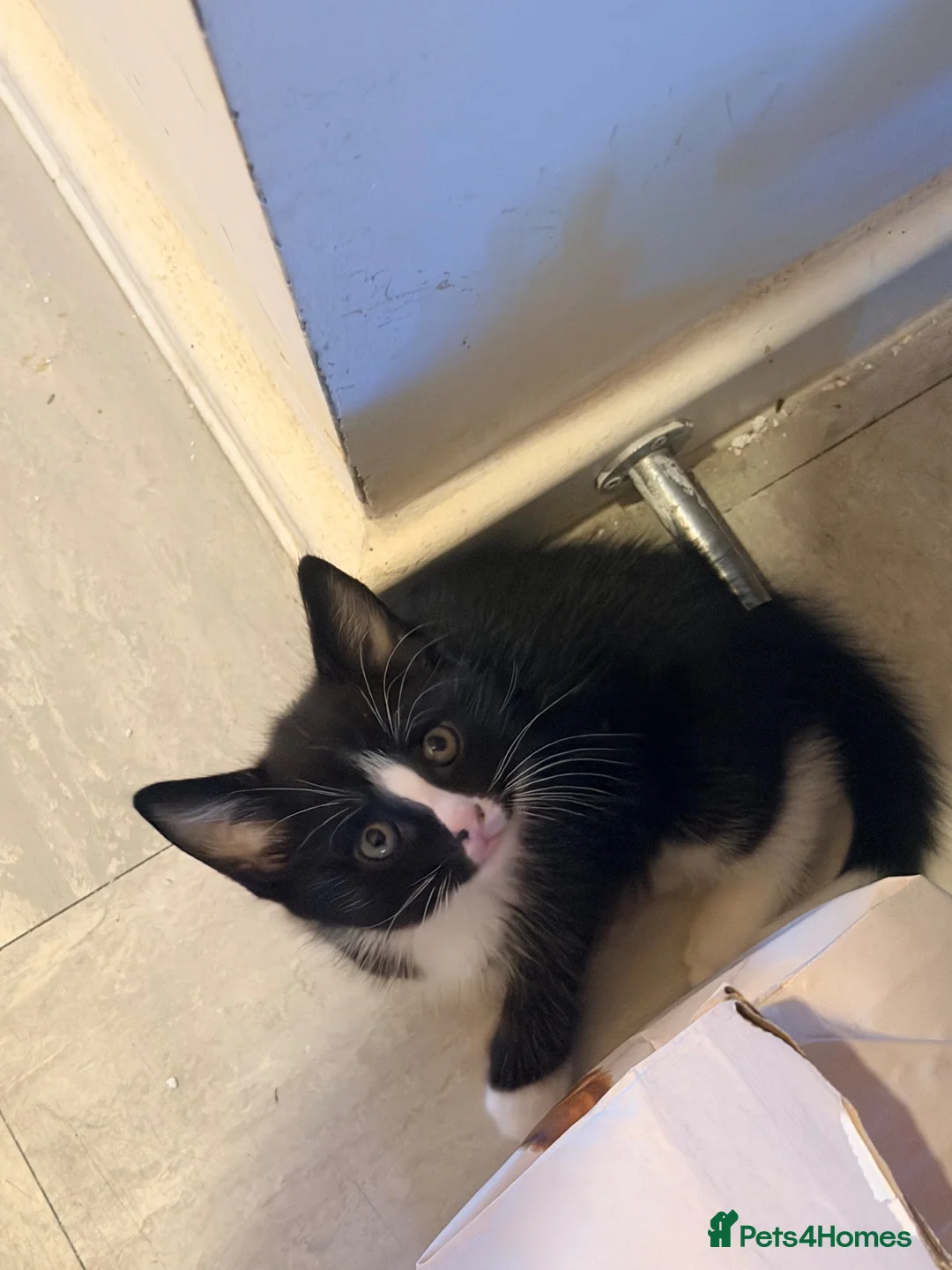 British Shorthair cats for sale: Little boy  in Watford - Advert 1