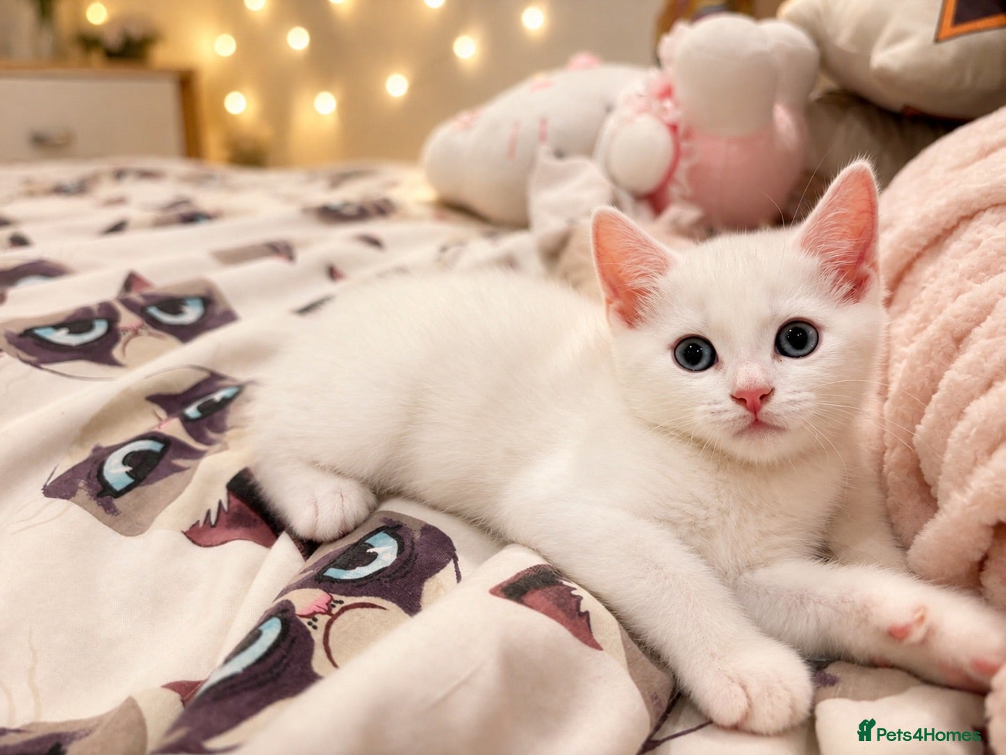 Munchkin cats Pure white kitten! - Advert 2