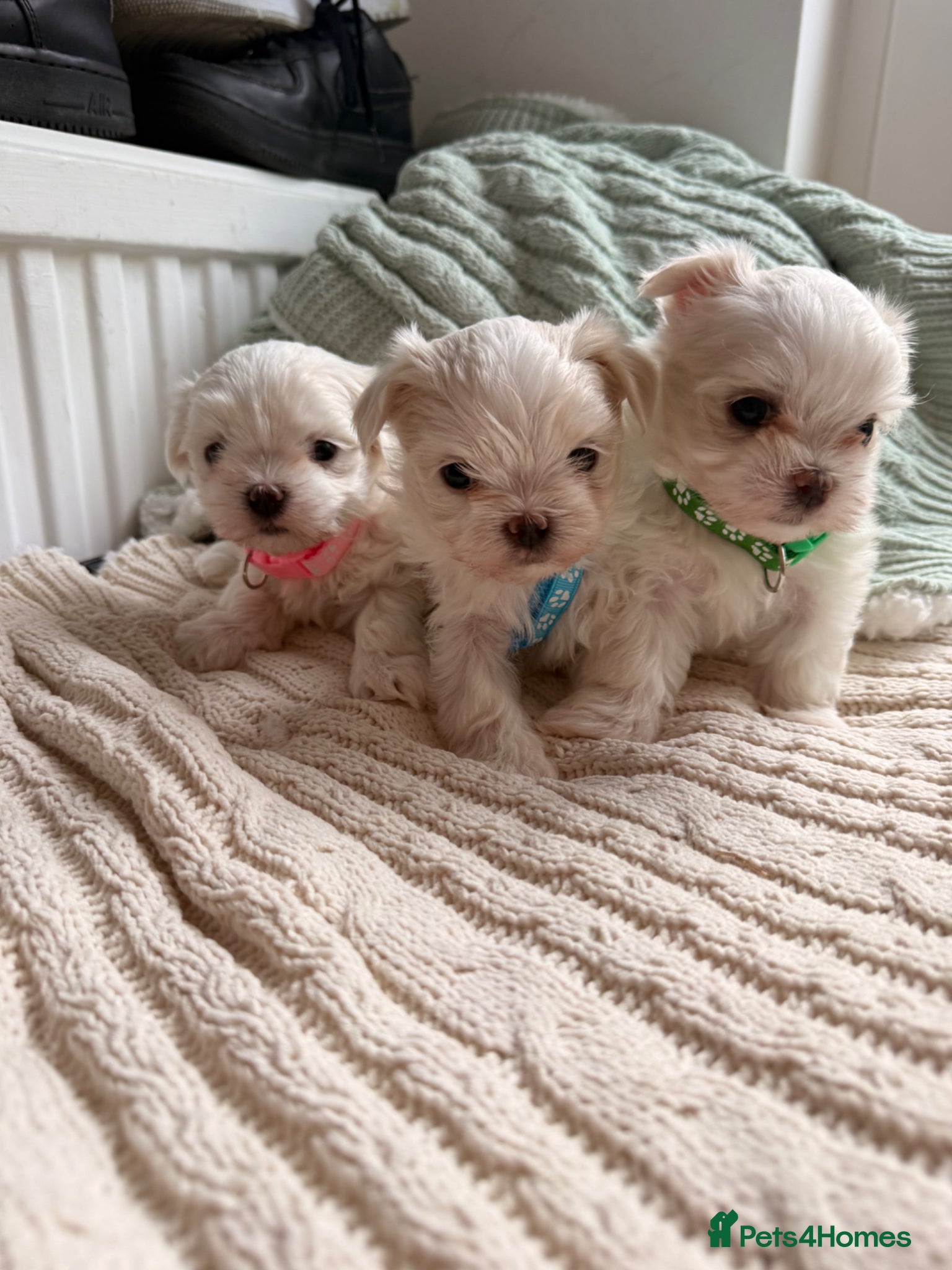 Maltese dogs Beautiful Korean Maltise puppies  - Advert 12