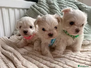 Maltese dogs Beautiful Korean Maltise puppies - Advert 12