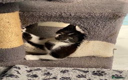 Mixed Breed cats for sale: 2 boys 1 girl left - Image 18