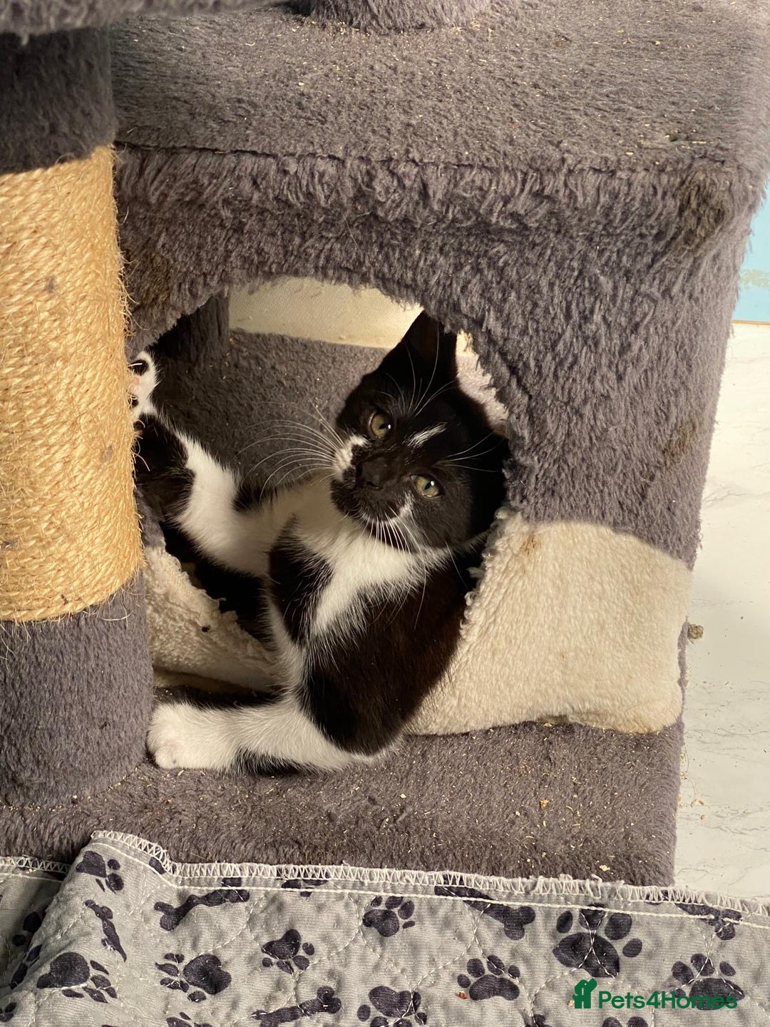 Mixed Breed cats for sale: 2 boys 1 girl left - Image 18