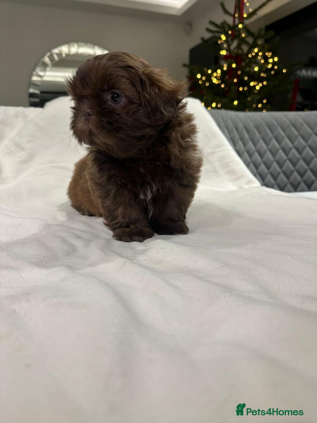 Shih Tzu dogs for sale: kC Imperial Shih tzu Ready now only 1 girl left  - Advert 11