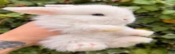 Mini Lop rabbits for sale: Mini lop babies and adults  - Advert 5