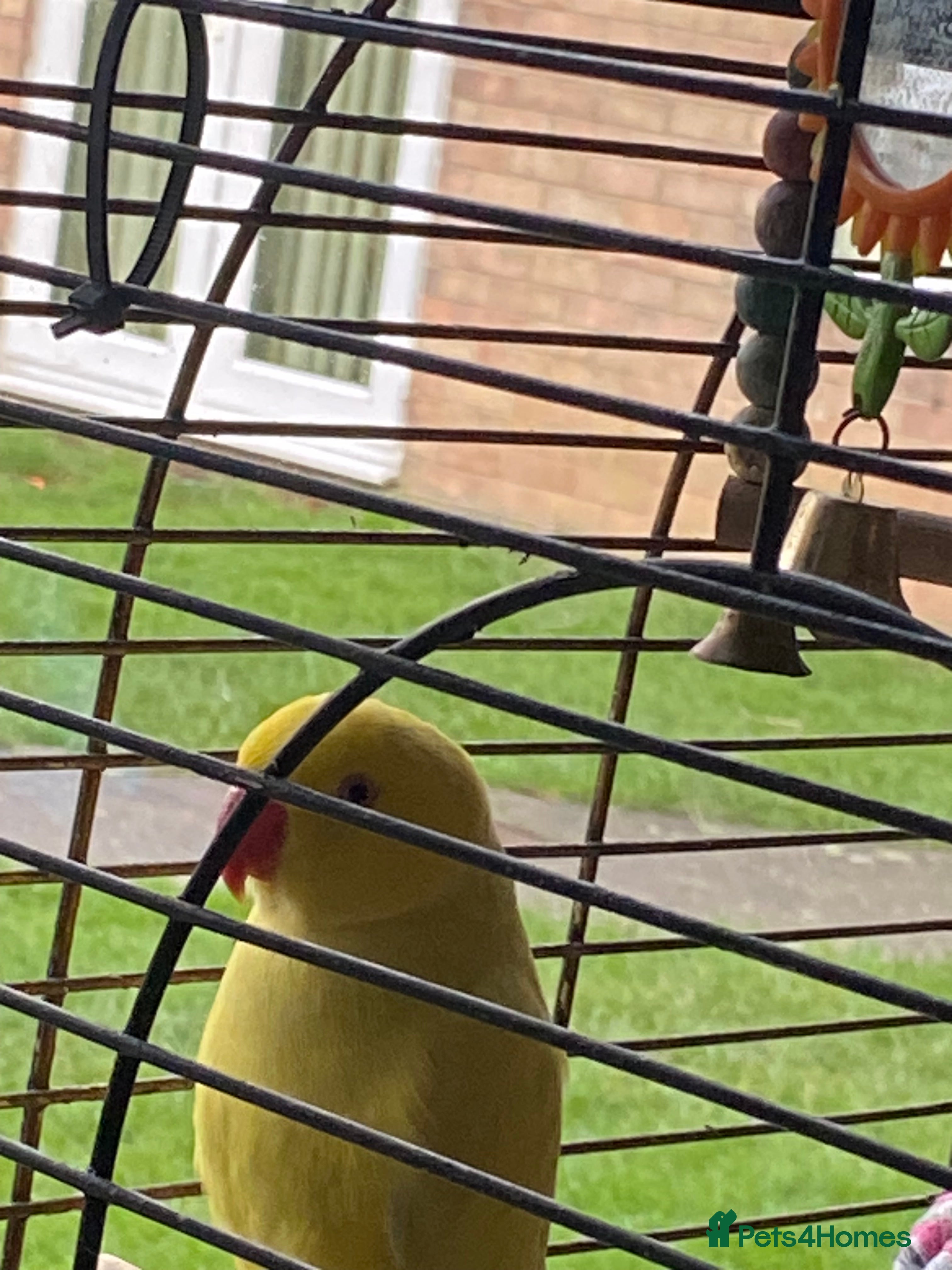 Ringnecks birds Beautiful female ring neck  - Advert 3