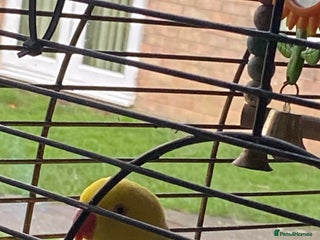 Ringnecks birds Beautiful female ring neck - Advert 3