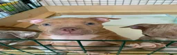 American Bully dogs for sale: Pocket Bully bitches available !  - Advert 14