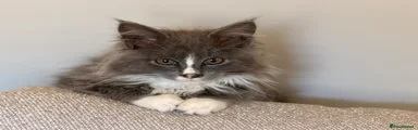 Maine Coon 4
