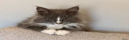 Maine Coon cats for sale: Stunning Gccf reg maine coon kittens  - Advert 19